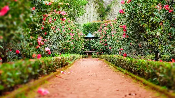 Potted plants in garden