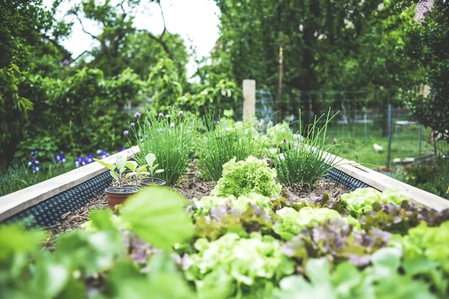 Garden with planted borders